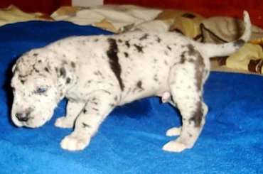 Maluszki po ukończeniu 3 tygodnia życia #DogNiemiecki #psy #kynologia #moloseum #szczeniaki #pupil #miot #zwierzęta