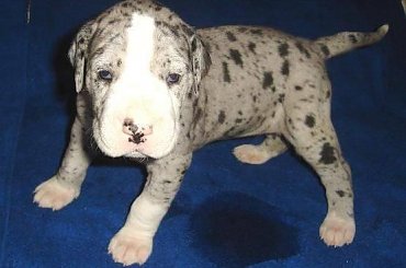 Maluszki po ukończeniu 3 tygodnia życia #DogNiemiecki #psy #kynologia #moloseum #szczeniaki #pupil #miot #zwierzęta