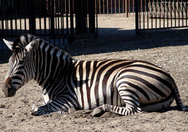 Moje ulubione miejsce na spacery ZOO