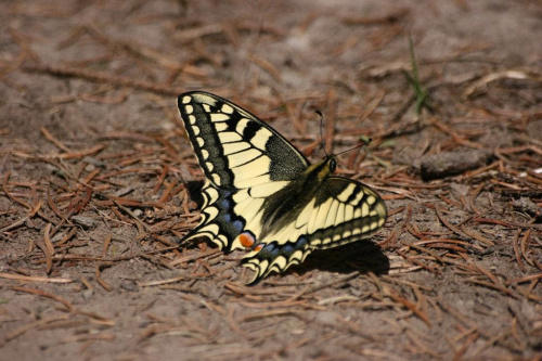 Paz krolowej - Papilio machaon
Canon 400D + Sigma 70-300 APO DG
Migawka - 1/1600
Przyslona - F/5,6
Ogniskowa - 300 mm
ISO 200