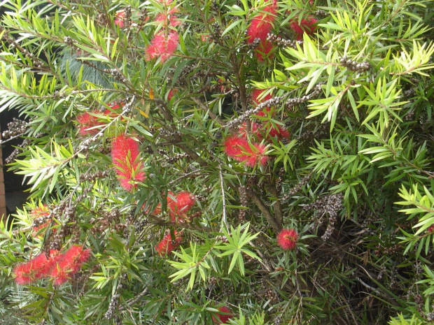 bottlebrush