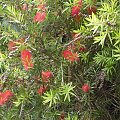 bottlebrush