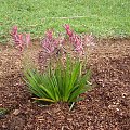 Kangaroo paws