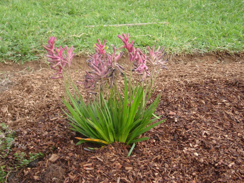 Kangaroo paws