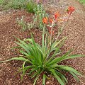 Kangaroo paws