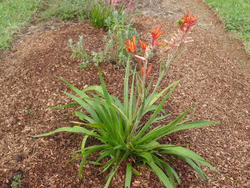 Kangaroo paws