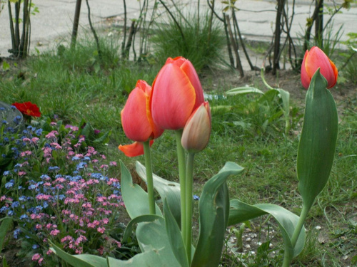 jednak tulipany maja cos w sobie pieknego,,,,,