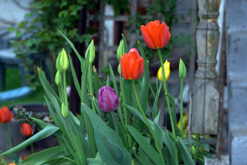 tulipany czarr