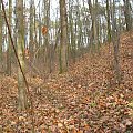 jesień, Koluszki, las #Koluszki #las #jesień