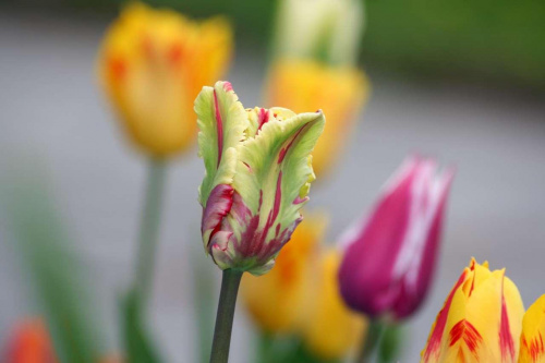tulipany czarr