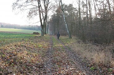 Koluszki, las, jesień droga #Koluszki #las #JesieńDroga