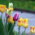 tulipany czarr