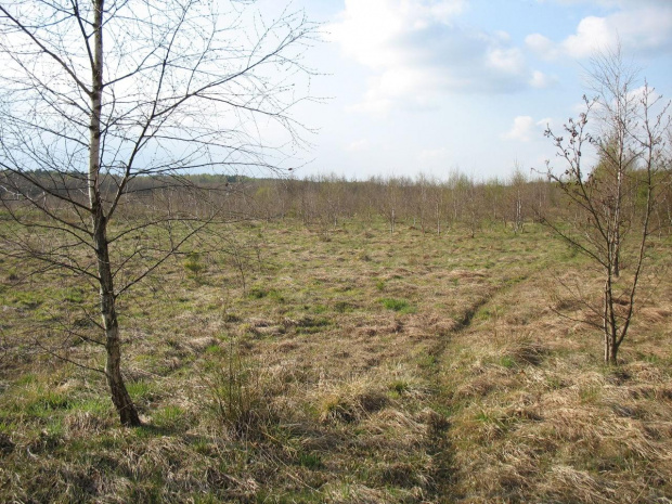 Koluszki, las, przyroda, wiosna, bagienne leśne łąki