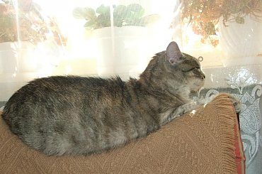 Kotka Szarutka czeka na wiosnę #kot #kocica #kotka