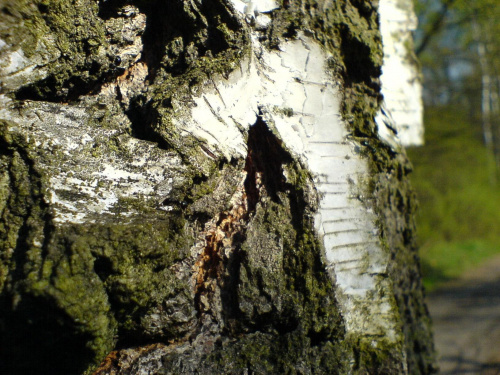 Stara brzoza i mrówki. #brzoza #drzewo #mrówki #las