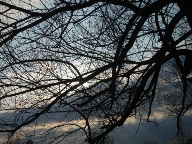 drzewo. chmury. :D