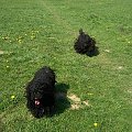 Hungarian puli