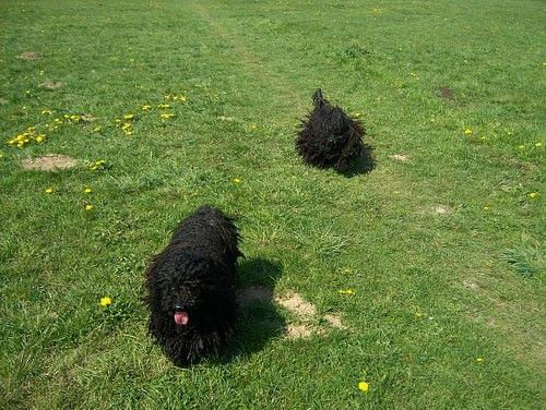 Hungarian puli