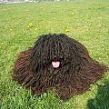 hungarian puli