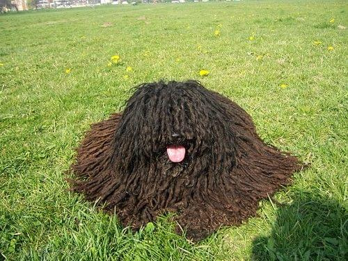 hungarian puli