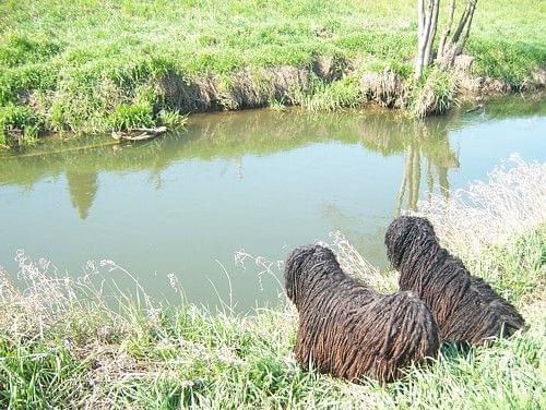 Hungarian puli