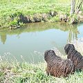 Hungarian puli