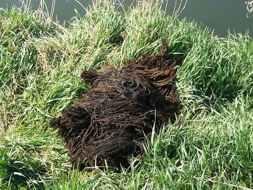 hungarian puli