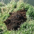hungarian puli