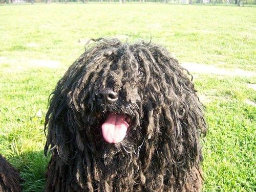 hungarian puli