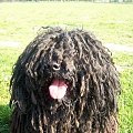 hungarian puli