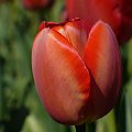 Tulipany