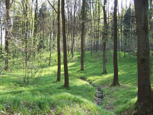 Zdjęcia z lasu i okolic