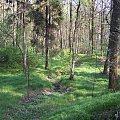 Zdjęcia z lasu i okolic
