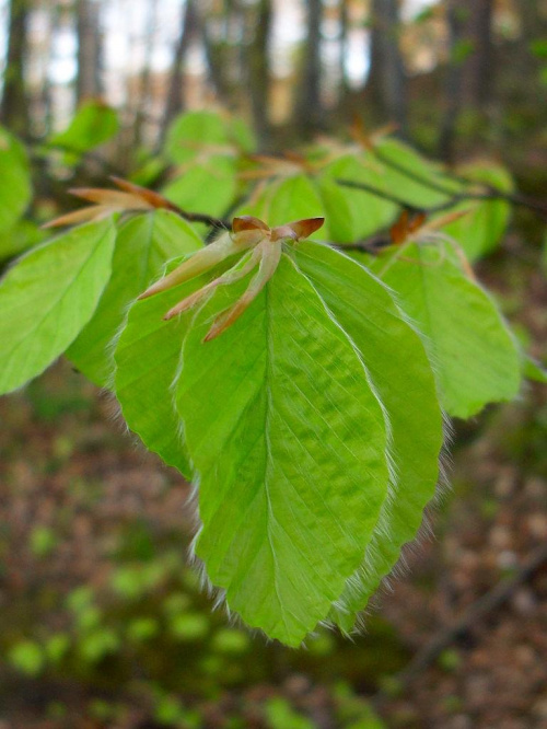 pierwsze, świeże liście buku (Fagus sylvatica) #buk #liście #przyroda