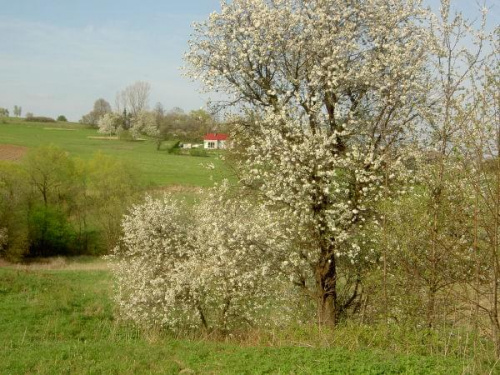 wszędzie kwiaty,niestety zapachu nie uda się sfotografowac