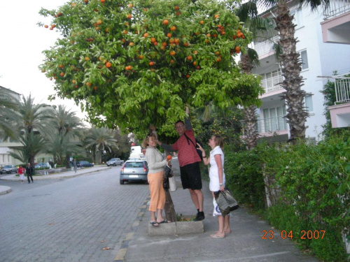 obowiazkiem bylo zerwac pomaranczko z drzewa...kwasne!