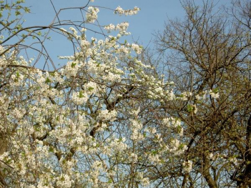 wszędzie kwiaty,niestety zapachu nie uda się sfotografowac