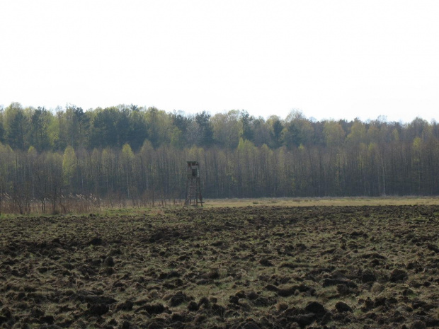 Koluszki, las #Koluszki #las #łąka #przyroda #ambona #myśliwska