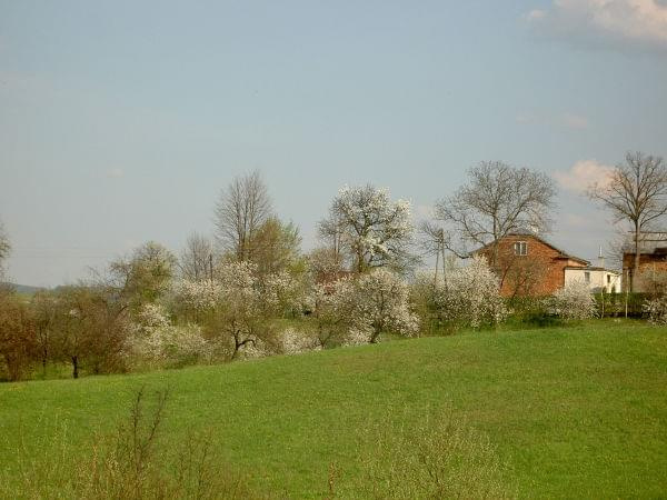 wszędzie kwiaty,niestety zapachu nie uda się sfotografowac