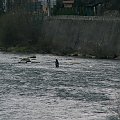 szcz