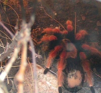 Brachypelma boehmei