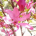 Magnolia :) #KwiatekMagnolia