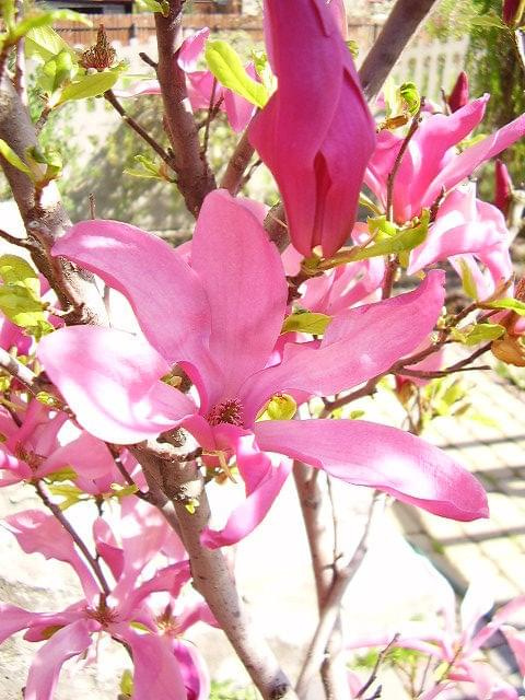 Magnolia :) #KwiatekMagnolia