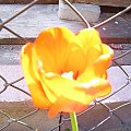 Herbaciany Tulipanek #KwiatekTulipan