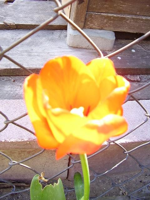 Herbaciany Tulipanek #KwiatekTulipan