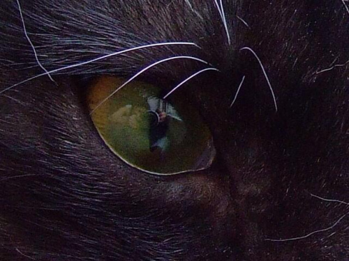 oko szmaragdowe #Batman #Kot #słodkośc #miłość #domownik #cud