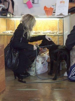 Ashley picks up dogs at Petco -styczeń 2007