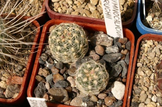 Gymnocalycium bruchii