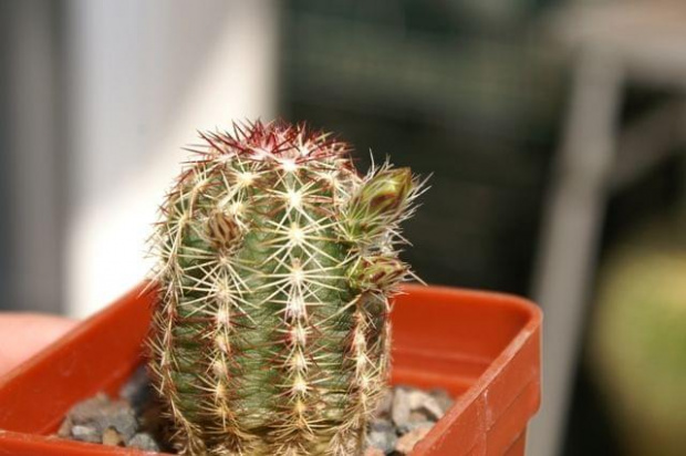 Echinocereus viridiflorus2