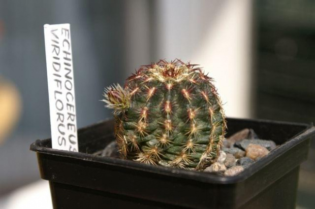 Echinocereus viridiflorus